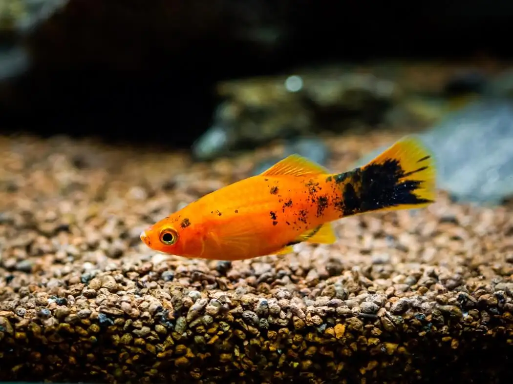 Painted Platy